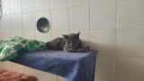 Petro (4)